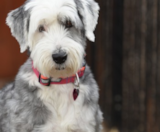 Mini Sheepadoodle Puppies For Sale Windy City Pups